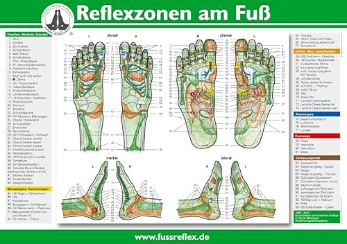 Reflexzonen am Fuß von Karl Haug