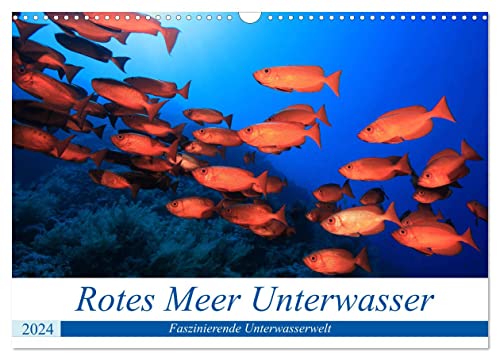 Rotes Meer Unterwasser (Wandkalender 2024 DIN A3 quer), CALVENDO Monatskalender von CALVENDO