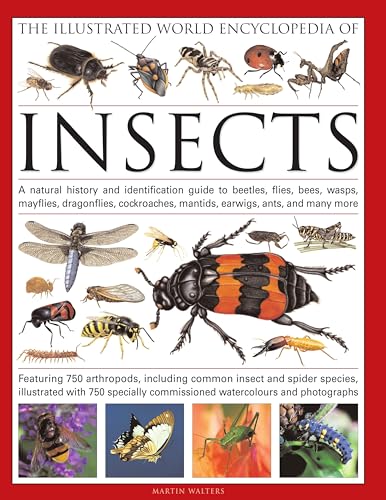 The Illustrated World Encyclopaedia of Insects: A Natural History and Identification Guide to Beetles, Flies, Bees Wasps, Springtails, Mayflies, ... Fleas, Spid (Illustrated World Encyclopedia)