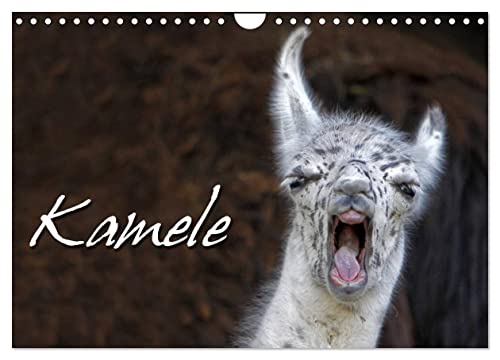 Kamele (Wandkalender 2025 DIN A4 quer), CALVENDO Monatskalender von CALVENDO