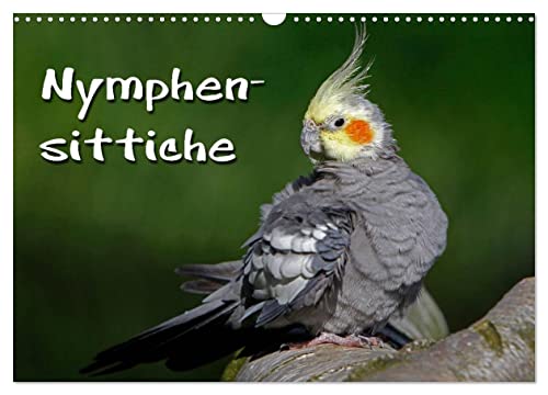 Nymphensittiche (Wandkalender 2025 DIN A3 quer), CALVENDO Monatskalender von CALVENDO