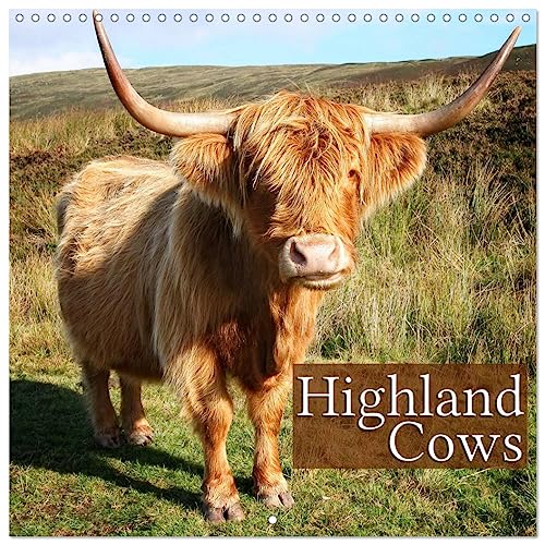 Highland Cows (Wall Calendar 2025 12 × 12 Inch) CALVENDO 12 Month Wall Calendar