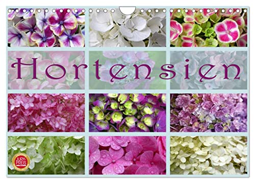 Hortensien/Geburtstagskalender (Wandkalender 2024 DIN A4 quer), CALVENDO Monatskalender