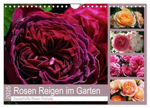 Rosen Reigen im Garten (Wandkalender 2025 DIN A4 quer), CALVENDO Monatskalender von CALVENDO