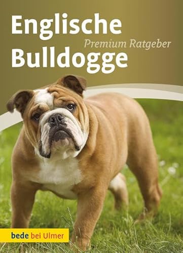 Englische Bulldogge