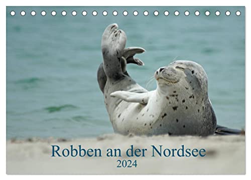 Robben an der Nordsee (Tischkalender 2024 DIN A5 quer), CALVENDO Monatskalender von CALVENDO