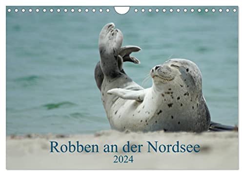 Robben an der Nordsee (Wandkalender 2024 DIN A4 quer), CALVENDO Monatskalender von CALVENDO