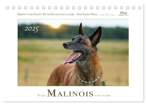 Mit dem Malinois durch das Jahr (Tischkalender 2025 DIN A5 quer), CALVENDO Monatskalender von CALVENDO