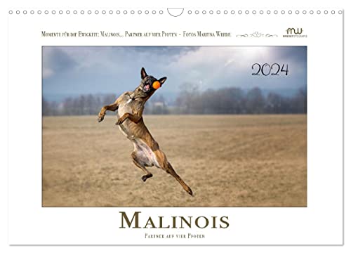 Malinois - Partner auf vier Pfoten (Wandkalender 2024 DIN A3 quer), CALVENDO Monatskalender: Malinois - beeindruckende Bilder dieser wundervollen Rasse begleiten Sie durch das Jahr (CALVENDO Tiere)