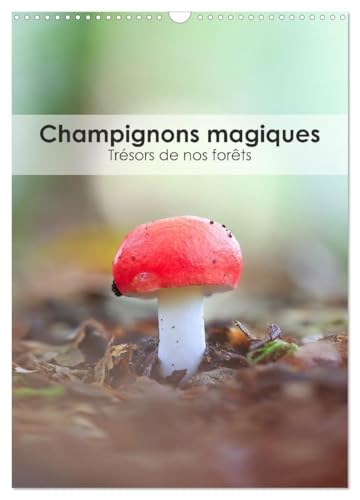 Champignons magiques - Trésors de nos forêts (Calendrier mural 2025 DIN A3 vertical), CALVENDO calendrier mensuel von CALVENDO