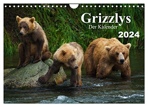 Grizzlys - Der Kalender CH-Version (Wandkalender 2024 DIN A4 quer), CALVENDO Monatskalender von CALVENDO