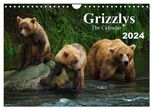 Grizzlys - The Calendar UK-Version (Wandkalender 2024 DIN A4 quer), CALVENDO Monatskalender von CALVENDO