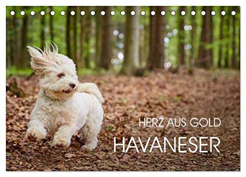 Havaneser - Herz aus Gold (Tischkalender 2024 DIN A5 quer), CALVENDO Monatskalender
