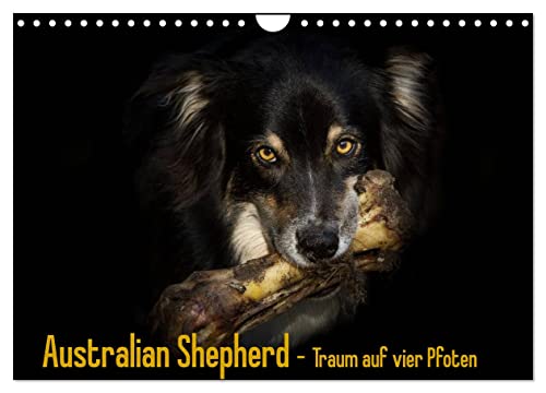 Australian Shepherd - Traum auf vier Pfoten (Wandkalender 2024 DIN A4 quer), CALVENDO Monatskalender von CALVENDO