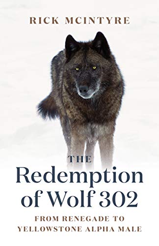 The Redemption of Wolf 302: From Renegade to Yellowstone Alpha Male (The Alpha Wolves of Yellowstone, 3) von Greystone Books