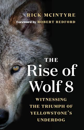 Rise of Wolf 8: Witnessing the Triumph of Yellowstone's Underdog (The Alpha Wolves of Yellowstone, 1) von Greystone Books