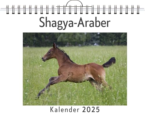 Shagya-Araber - (Wandkalender 2025, Kalender DIN A4 quer, Monatskalender im Querformat mit Kalendarium, das perfekte Geschenk) von FlipFlop