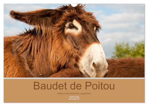 Baudet de Poitou - Seltene französische Langohren (Wandkalender 2025 DIN A3 quer), CALVENDO Monatskalender von CALVENDO