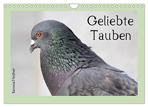 Geliebte Tauben (Wandkalender 2024 DIN A4 quer), CALVENDO Monatskalender von CALVENDO