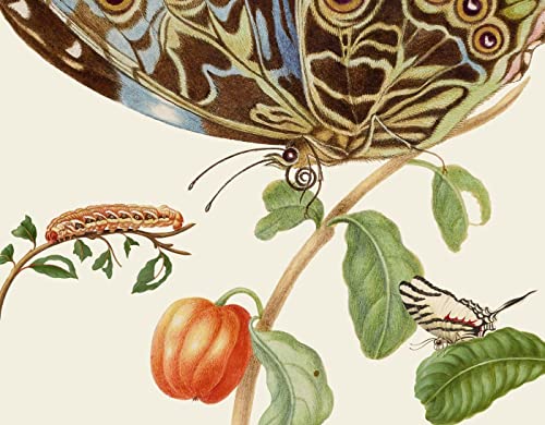 Maria Sibylla Merians Schmetterlinge - Gästebuch von Gerstenberg Verlag