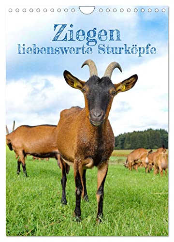 Ziegen - liebenswerte Sturköpfe (Wandkalender 2025 DIN A4 hoch), CALVENDO Monatskalender von CALVENDO
