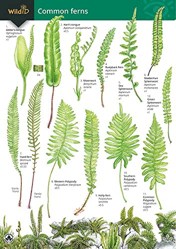 Key to Common Ferns