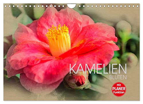 Kamelien Blüten (Wandkalender 2023 DIN A4 quer): Die prächtigen Blüten der Kamelie (Geburtstagskalender, 14 Seiten ) (CALVENDO Natur) von CALVENDO