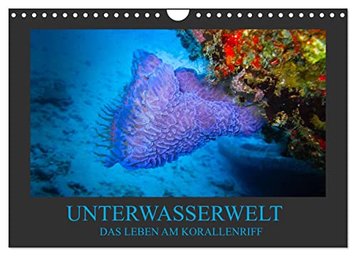 Unterwasserwelt - Das Leben am Korallenriff (Wandkalender 2024 DIN A4 quer), CALVENDO Monatskalender von CALVENDO