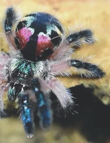 Brazilian Jewel Tarantula (Typhochlaena seladonia) Journal Diary: 8.5"x11" 120 Lined Pages von Independently published