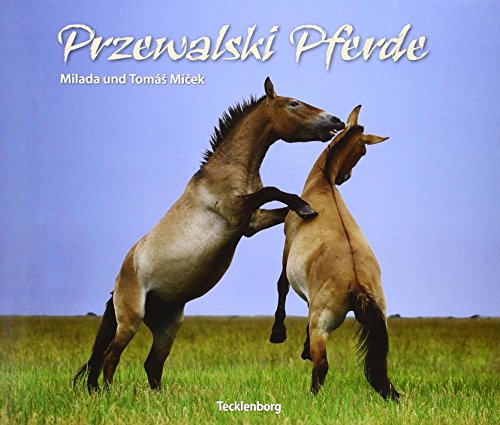 Przewalski Pferde