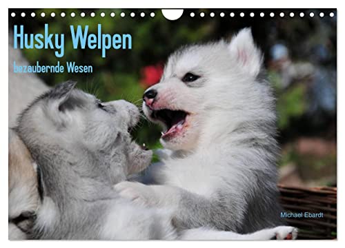 Husky Welpen (Wandkalender 2024 DIN A4 quer), CALVENDO Monatskalender von CALVENDO