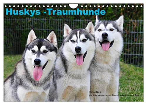 Huskys - Traumhunde (Wandkalender 2024 DIN A4 quer), CALVENDO Monatskalender von CALVENDO