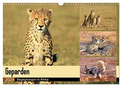 Geparden - Begegnungen in Afrika (Wandkalender 2024 DIN A3 quer), CALVENDO Monatskalender von CALVENDO