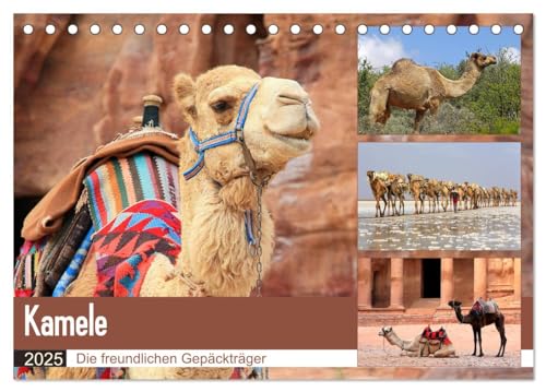 Kamele - Die freundlichen Gepäckträger (Tischkalender 2025 DIN A5 quer), CALVENDO Monatskalender