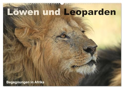 Löwen und Leoparden - Begegnungen in Afrika (Wandkalender 2025 DIN A2 quer), CALVENDO Monatskalender: Wilde Raubkatzen in Afrika von CALVENDO