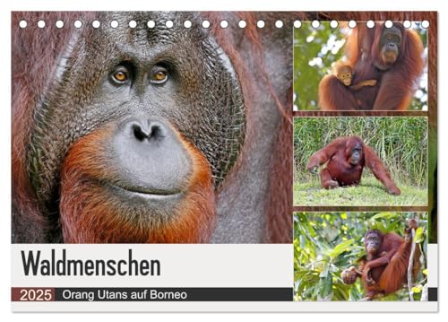 Waldmenschen - Orang Utans auf Borneo (Tischkalender 2025 DIN A5 quer), CALVENDO Monatskalender