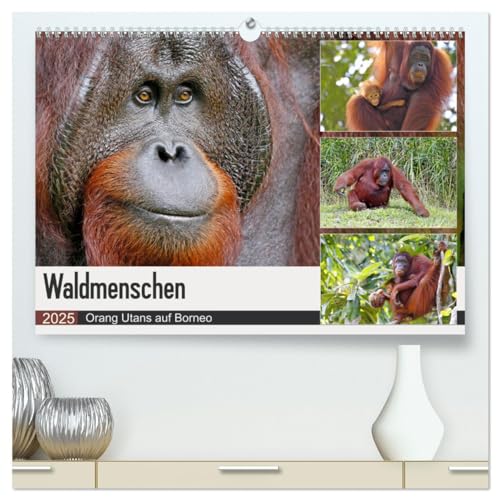 Waldmenschen - Orang Utans auf Borneo (hochwertiger Premium Wandkalender 2025 DIN A2 quer), Kunstdruck in Hochglanz von CALVENDO