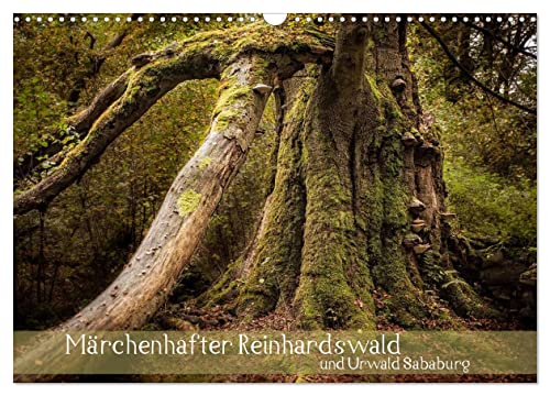 Märchenhafter Reinhardswald und Urwald Sababurg (Wandkalender 2025 DIN A3 quer), CALVENDO Monatskalender von CALVENDO