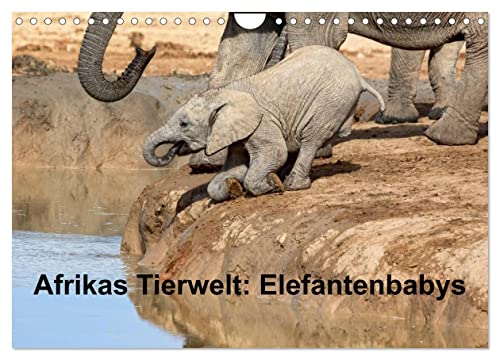 Afrikas Tierwelt: Elefantenbabys (Wandkalender 2024 DIN A4 quer), CALVENDO Monatskalender von CALVENDO