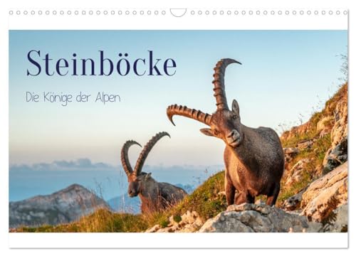 Steinböcke - Die Könige der Alpen (Wandkalender 2024 DIN A3 quer), CALVENDO Monatskalender: Stolze Steinböcke in den Schweizer Alpen (CALVENDO Orte) von CALVENDO