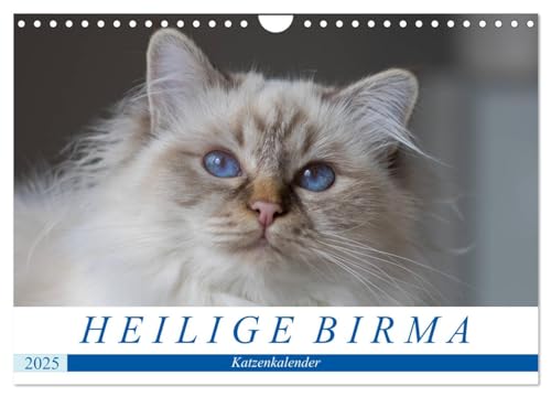 Heilige Birma Katzenkalender (Wandkalender 2025 DIN A4 quer), CALVENDO Monatskalender