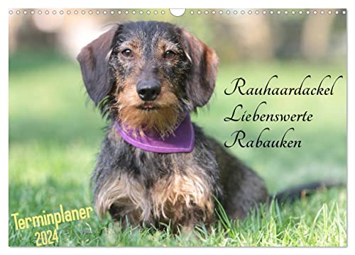 Familienplaner - Liebenswerte Rabauken - Rauhaardackel (Wandkalender 2024 DIN A3 quer), CALVENDO Monatskalender