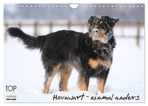 Hovawarte - einmal anders (Wandkalender 2025 DIN A4 quer), CALVENDO Monatskalender von CALVENDO