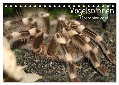 Vogelspinnen (Theraphosidae) (Tischkalender 2024 DIN A5 quer), CALVENDO Monatskalender: Vogelspinnen mit schönen Fotos in einem Monatskalender