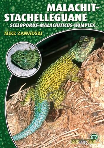 Malachit-Stachelleguane: Sceloporus-malachiticus-Komplex