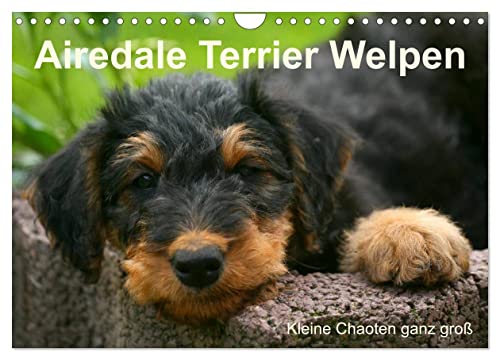 Airedale Terrier Welpen (Wandkalender 2024 DIN A4 quer), CALVENDO Monatskalender von CALVENDO