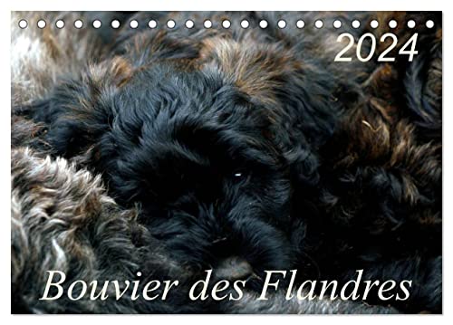 Bouvier des Flandres (Tischkalender 2024 DIN A5 quer), CALVENDO Monatskalender von CALVENDO