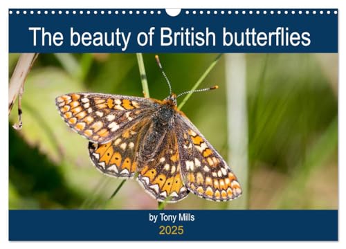 The beauty of British butterflies (Wall Calendar 2025 DIN A3 landscape), CALVENDO 12 Month Wall Calendar: Beautiful British butterflies in superb macro photography. von Calvendo