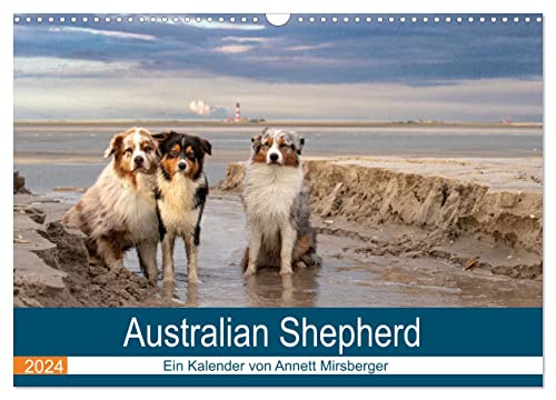 Australian Shepherd 2024 (Wandkalender 2024 DIN A3 quer), CALVENDO Monatskalender