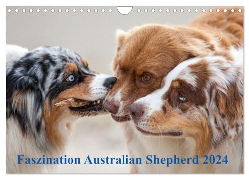 Australian Shepherd 2024 (Wandkalender 2024 DIN A4 quer), CALVENDO Monatskalender: Mit den Aussies durch's Jahr... von CALVENDO